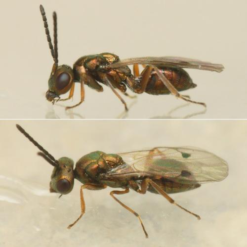 Réf. 220 579 : Miscogaster sp.